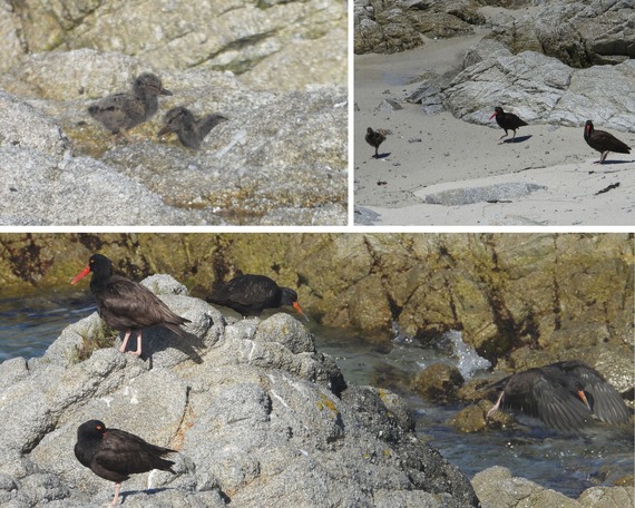 Long Awaited Black Oystercatcher Nesting Success at Asilomar State Beach Collage