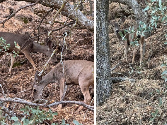 Fort Tejon bucks