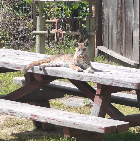 Bobcat resting on picnic table at Point Lobos State Natural Reserve.