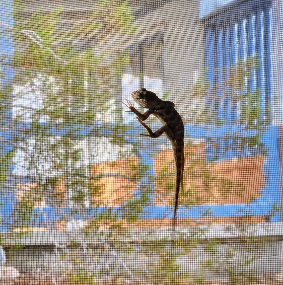 Saddleback Butte State Park lizard on screened window at Joshua Cottage.