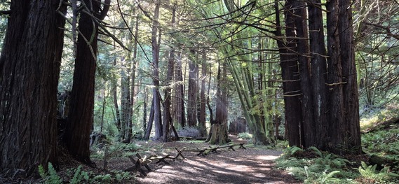 Sonoma Coast SP