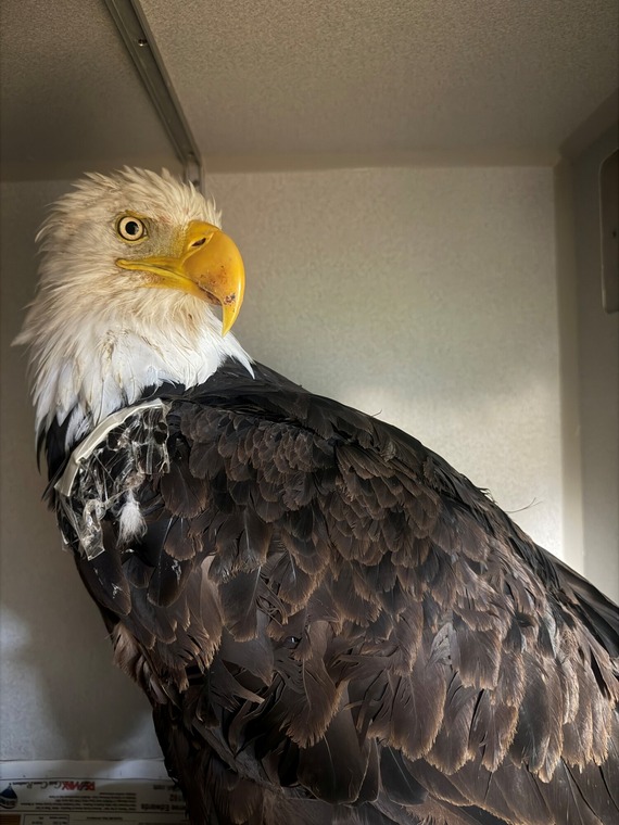Photo of Jackie the Bald Eagle in medical enclosure