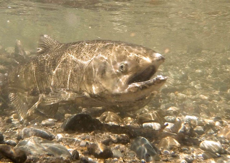 A fall-run Chinook salmon moves upstream underwater.