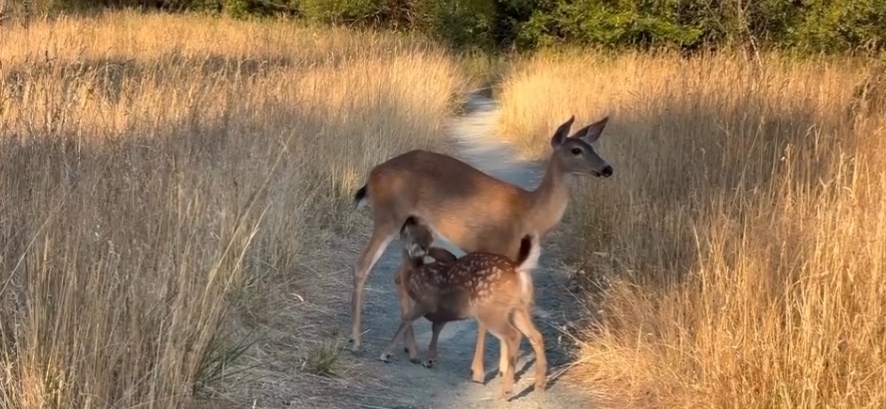 Fawn and Mom Video