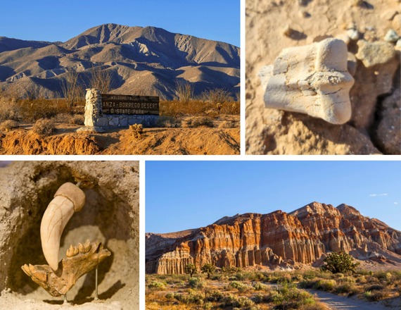 Fossils_collage