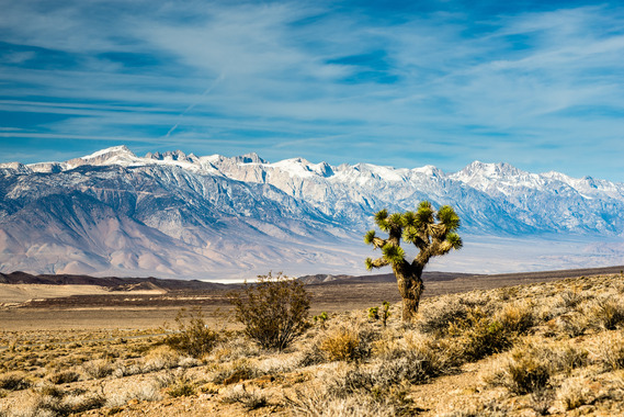 Western Joshua tree with snowy mountains in the background