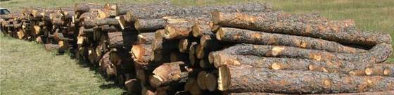 Stacked logs