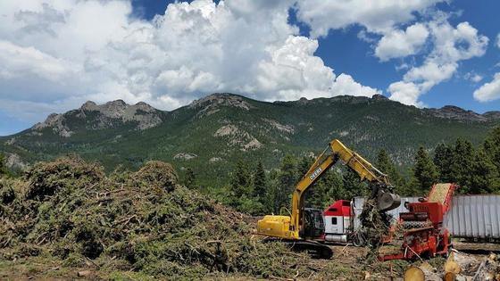 Stack of felled trees
