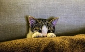 Scared couch cat