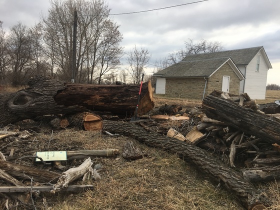 Black walnut logs from Ramey property