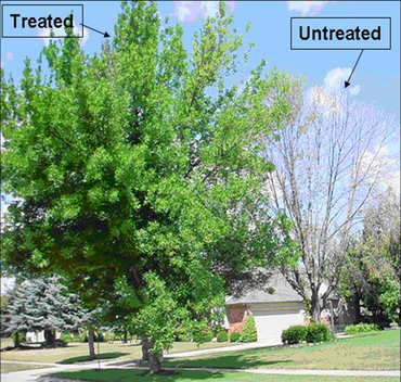 Treated ash trees versus untreated ash trees with an infection