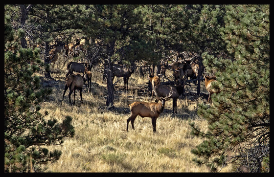 Elk herd at Ron Stewart Preserve