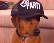 Dog in No Party had representing unaffiliated voters