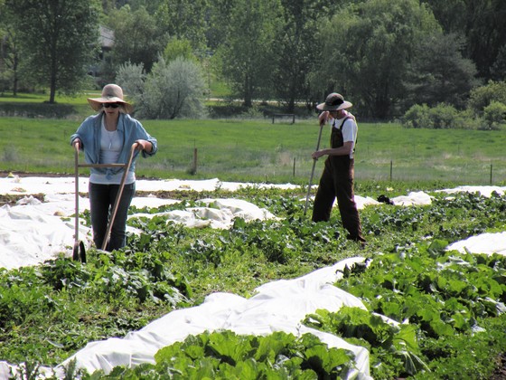 Farmers working in their field.
