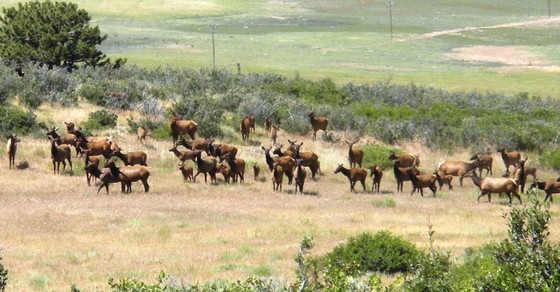 Elk herd at Ron Stewart Preserve at Rabbit Mountain