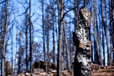 burned log