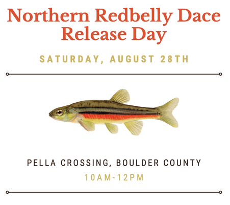 Northern redbelly dace release day