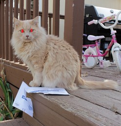 Cat with Demon eyes and torn ballot