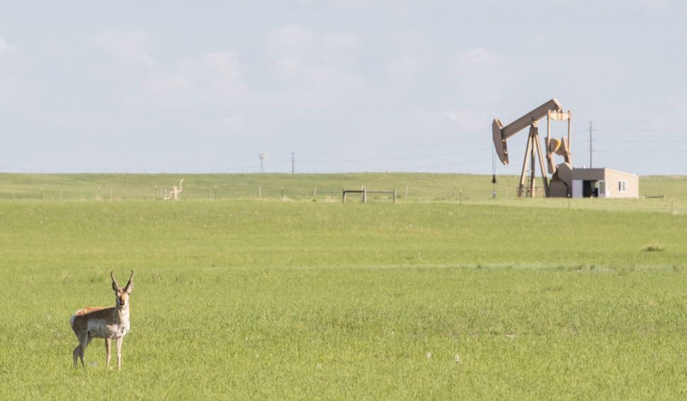 Oil and gas antelope