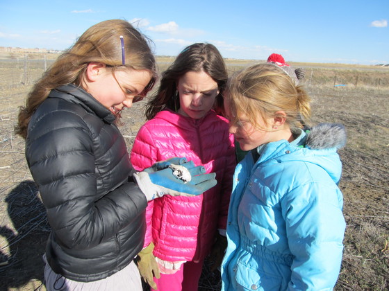 Three girls looking at a prairie dog skull