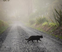 Black cat crossing roaad