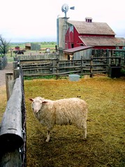 Sheep at Agricultural Heritage Center