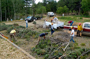 volunteers dragging dead trees to the chipper