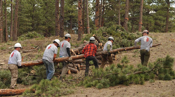Wildfire mitigation forest thinning in Colorado