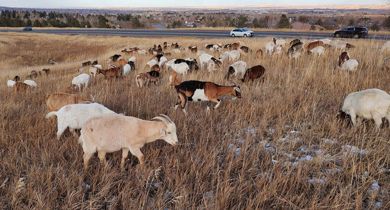 Goats grazing on grasses on the plains of Colorado