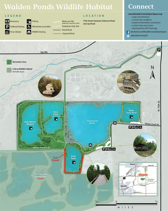 Map of Walden Ponds and indicating the closure of the trail around Duck Pond and Sawhill Ponds