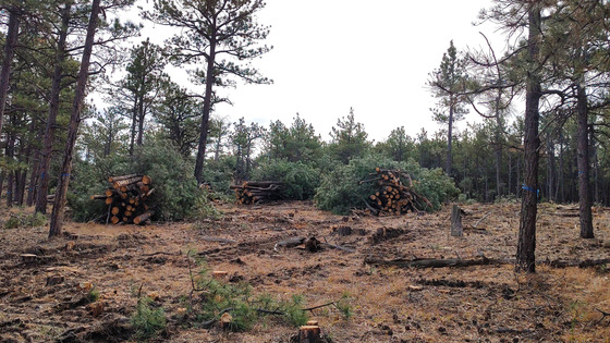 SFMG grant project location with thinned trees in a forest