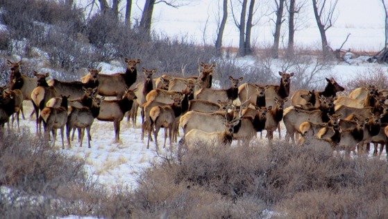 A heard of elk standing in a snowy field