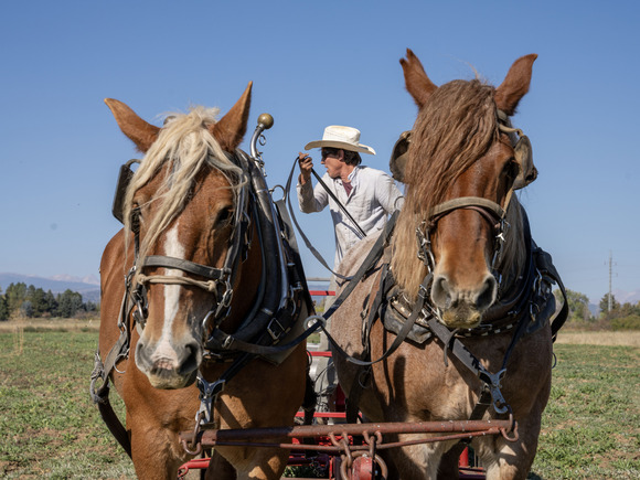 Draft horses being used for haymaking at Light Root Farm, a 2024 Boulder County Soil Health Initiative grant recipient.