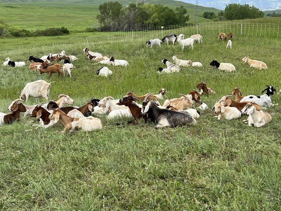 Goats graze to reduce vegetation on Town of Superior open space lands.