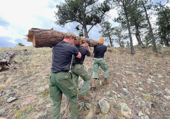 Crew members from Four Mile Fire Protection District remove downed trees from the Eagles Drive Fuels Mitigation project.