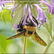 Closeup of a bumble bee