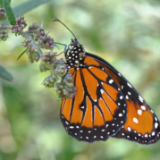Monarch butterfly hanging on a flower