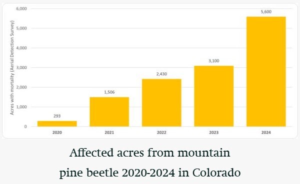 Affected areas from mountain pine beetle 2020-2024