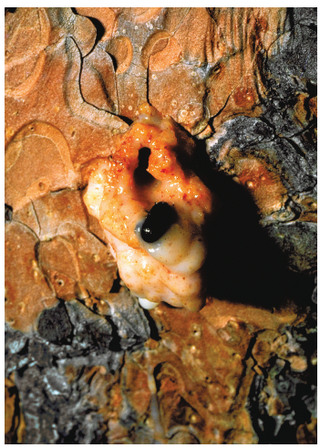 Pitch tubes with mountain pine beetle