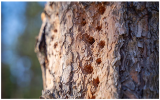 Holes in pine bark from woodpeckers.