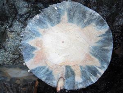 Pine wood with blue stain fungus