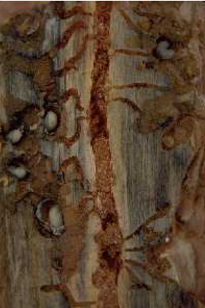 Mountain pine beetle egg galleries with packed with frass.