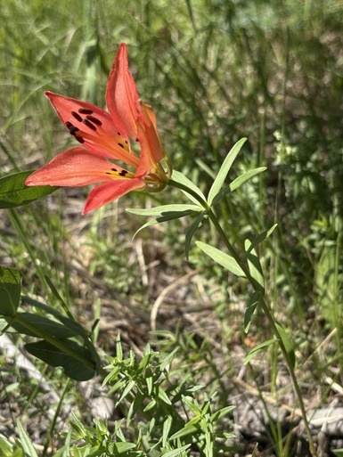 Wood Lily