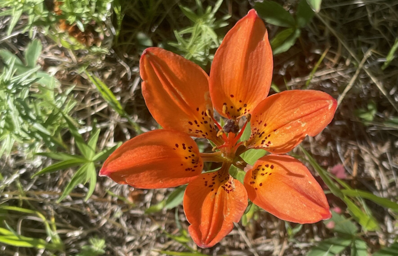 Orange wood lily flower 
