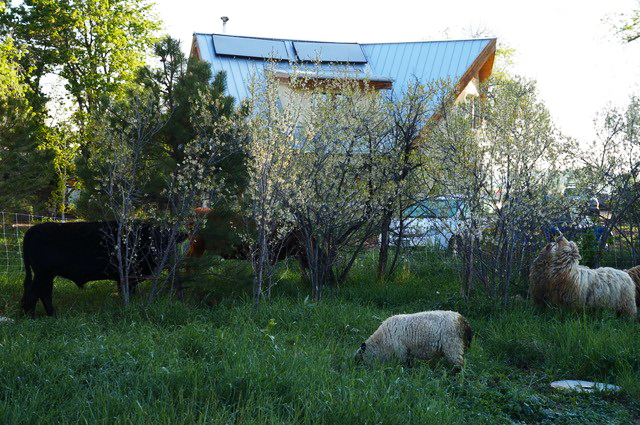 Cows and sheep forage at Golden Hoof Farm on grasses and small trees