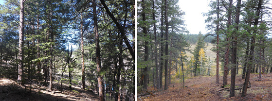 Before and after photos from a densely overgrown forest at the Cal-Wood Education Center in Jamestown