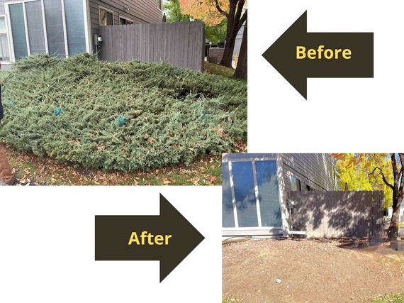 Juniper removal before and after