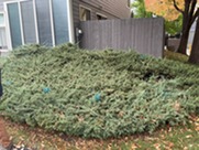 Large juniper bush