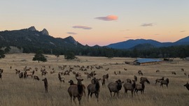Twin Sisters land with elk