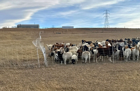 Superior Cool Weather Grazing Program goats